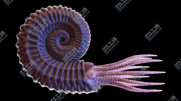 images/goods_img/20210312/Ammonite model/5.jpg